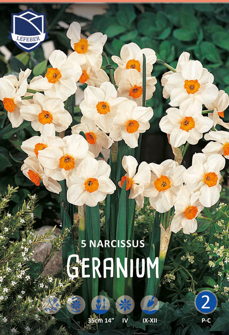 Narcissus Geranium Jack the Grower