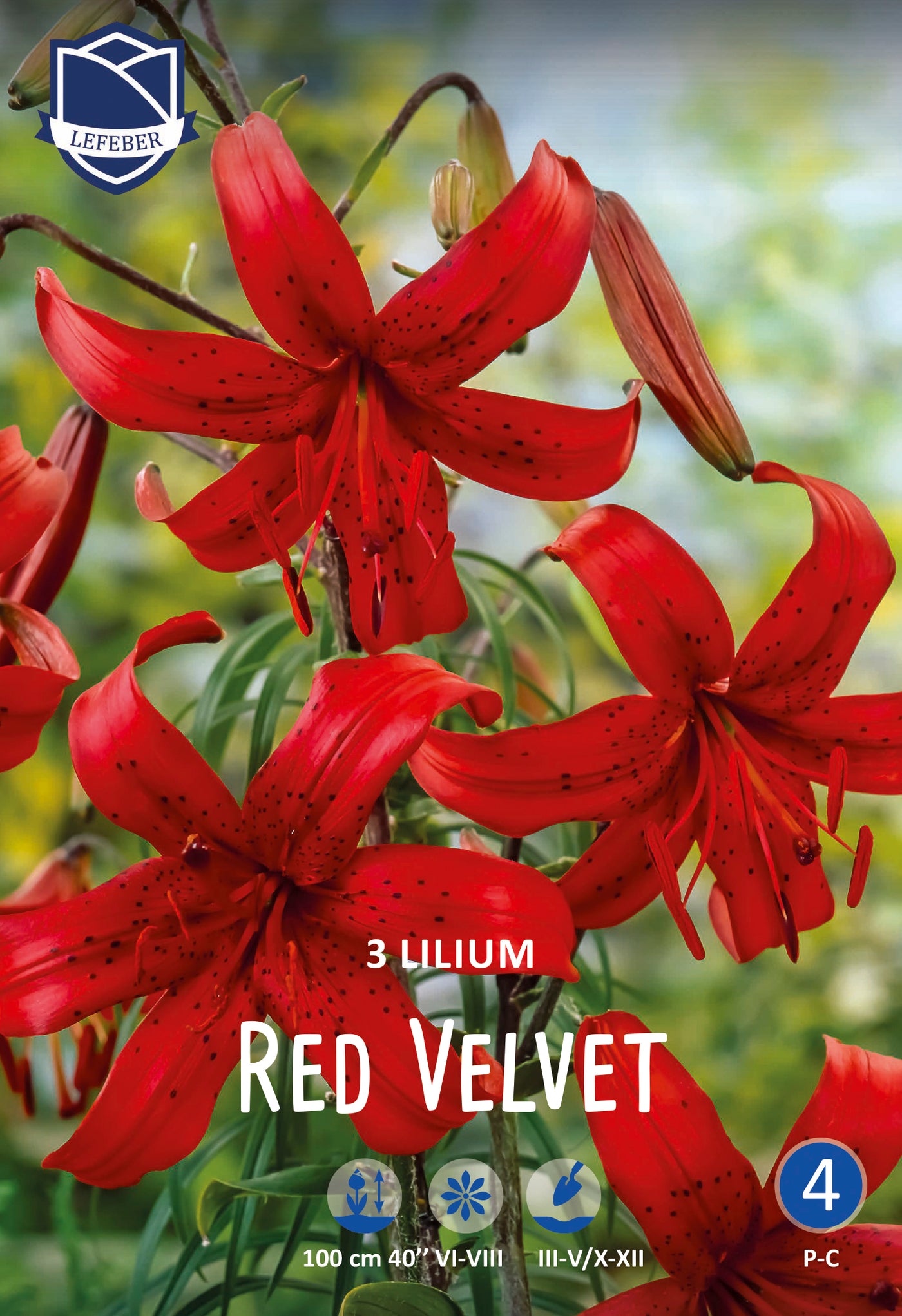 Lilium Red Velvet Jack the Grower