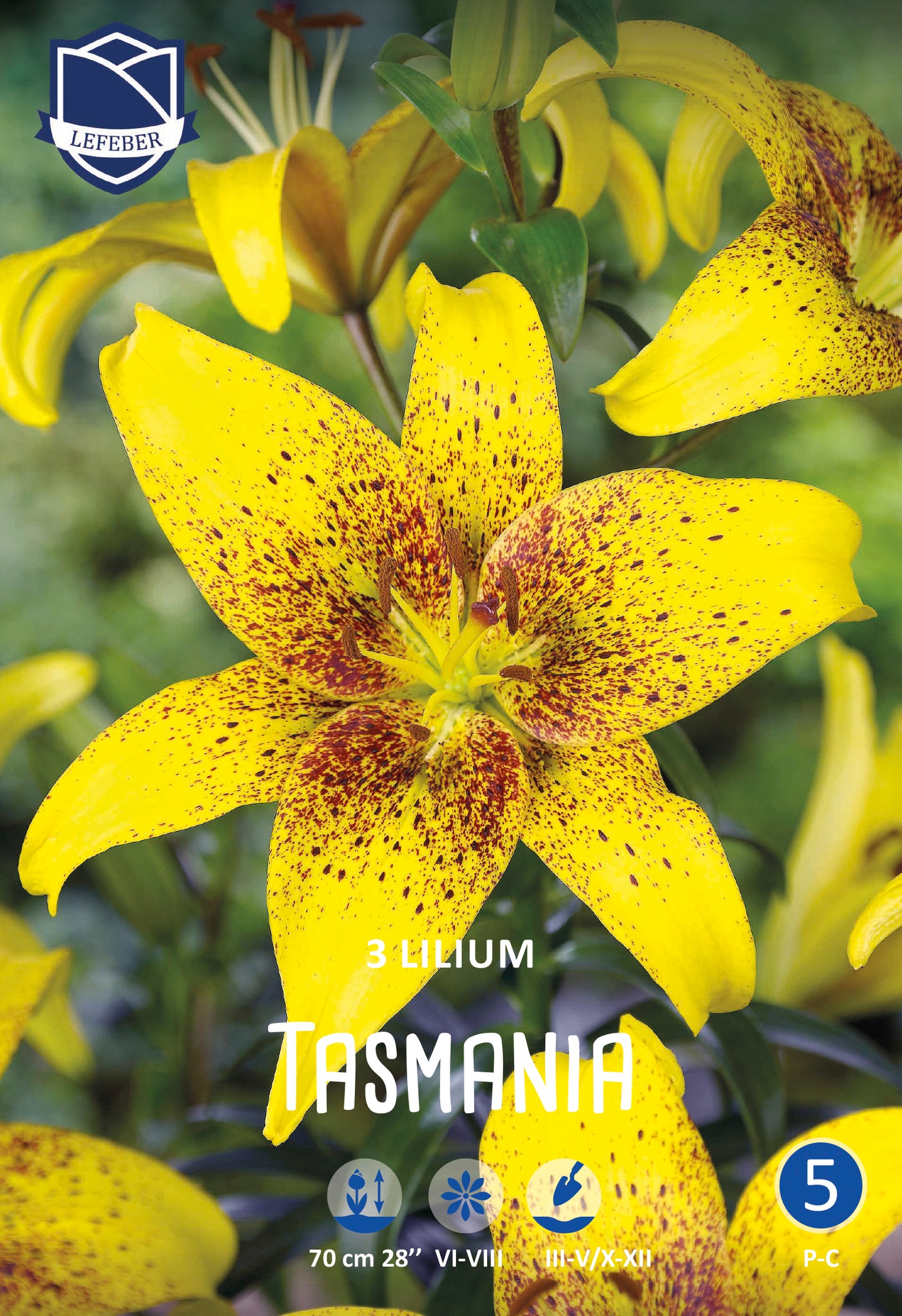 Lilium Tasmania Jack the Grower