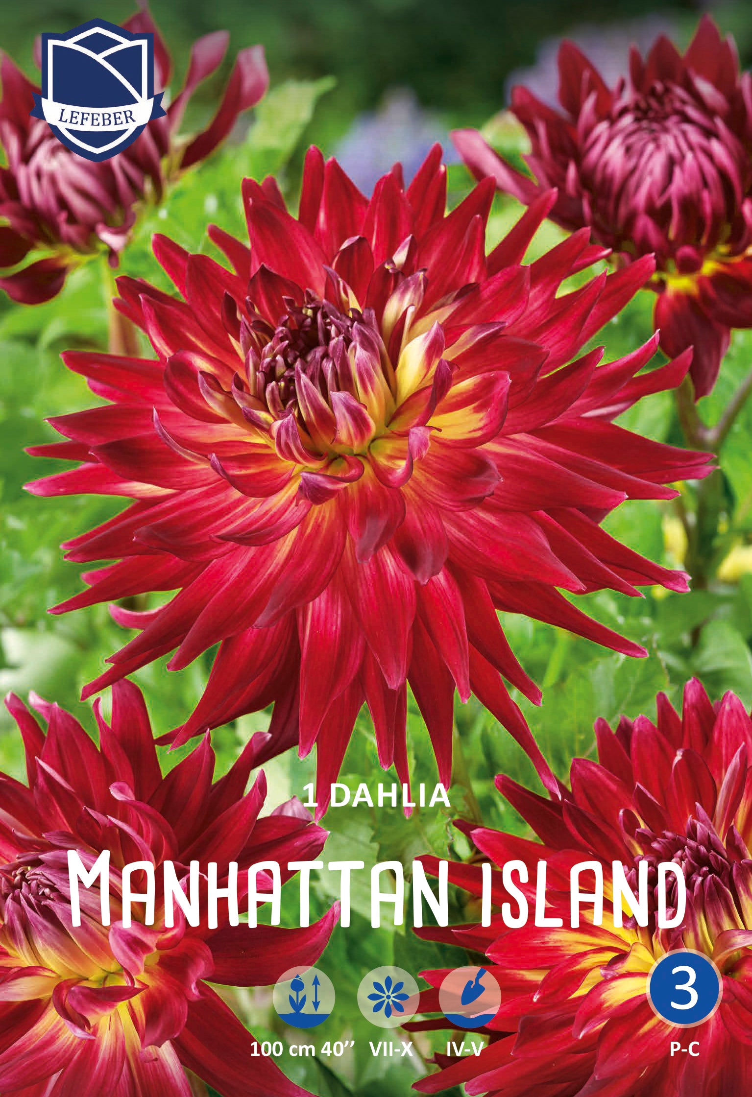 Dahlia Manhattan Island