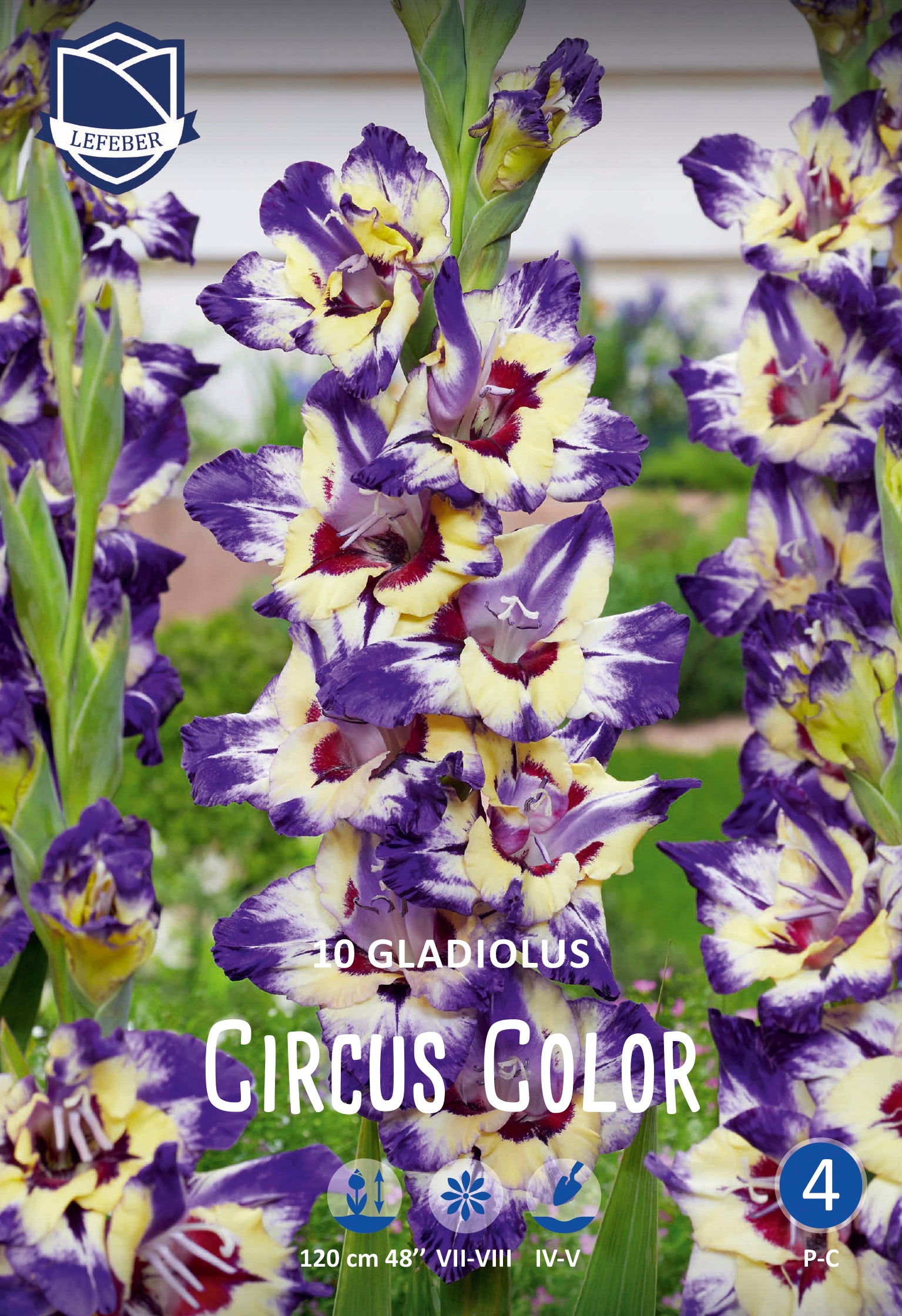 Gladiolus Circus Color