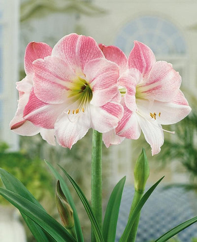 Amaryllis (Hippeastrum) Appleblossom Jack the Grower