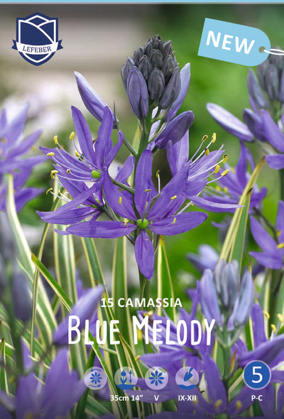 Cammasia Blue Melody Jack the Grower