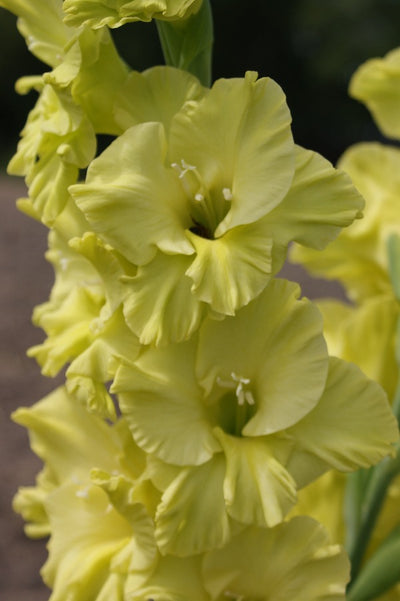 Gladiole Evergreen  Jack the Grower