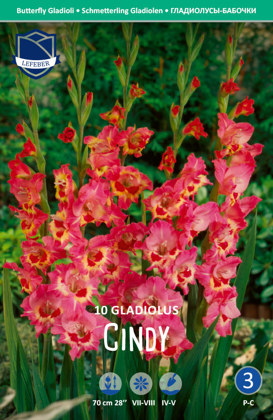 Gladiolus Cindy Jack the Grower