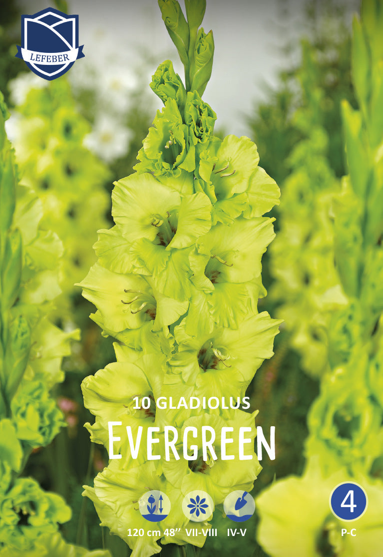 Gladiolus Evergreen Jack the Grower
