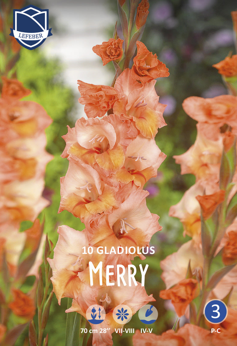 Gladiolus Merry