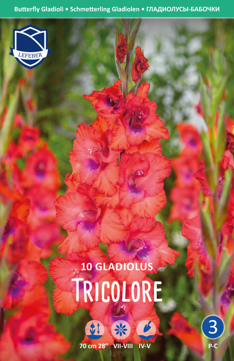 Gladiolus Tricolore