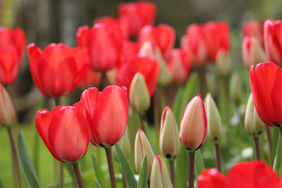 Tulpe Red Impression Jack the Grower