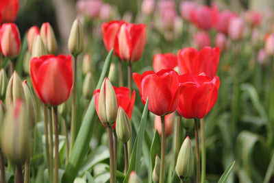 Tulpe Red Impression Jack the Grower