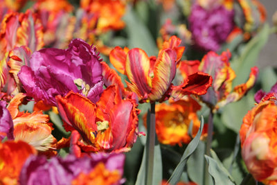 Tulpe Parrot Mix Jack the Grower