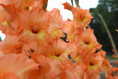 Gladiolus Olympic Flame Jack the Grower
