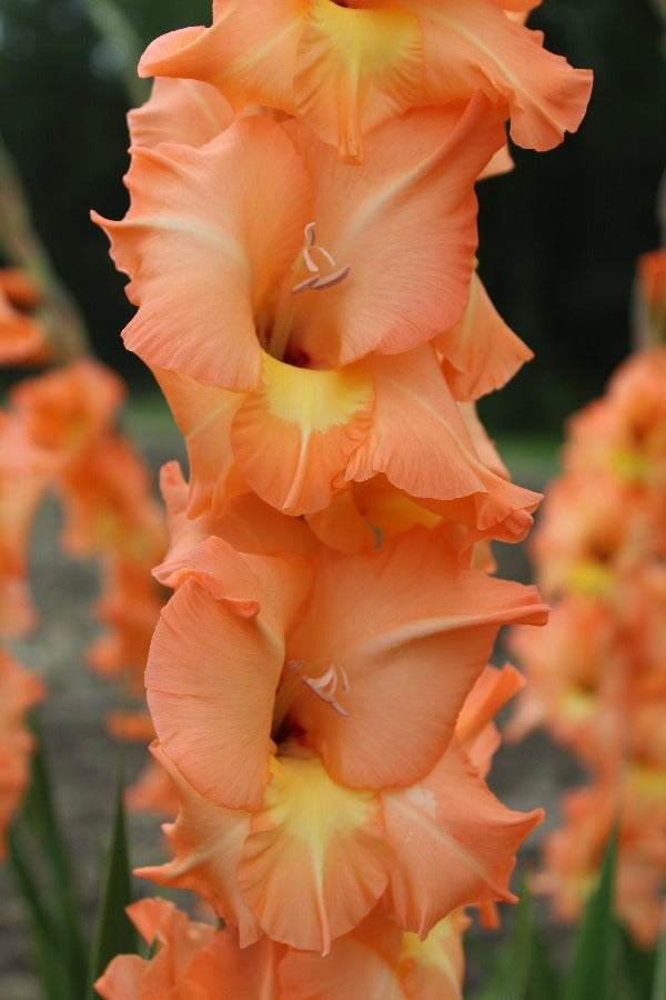 Gladiolus Olympic Flame Jack the Grower