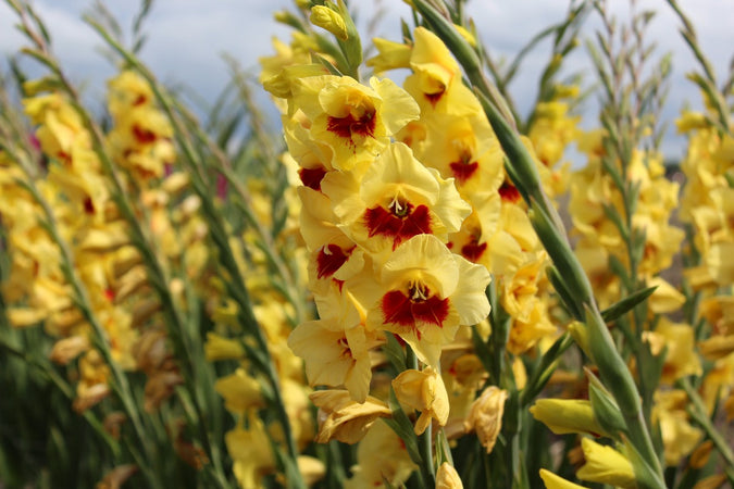 Gladiolus Jester Jack the Grower