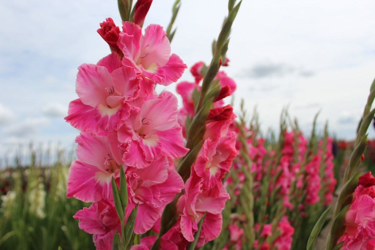 Gladiole Pink Parrot Jack the Grower