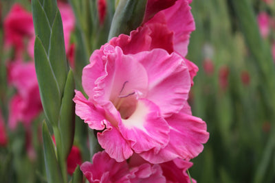 Gladiole Pink Parrot Jack the Grower