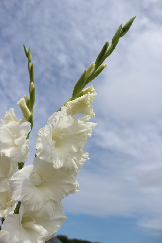 Gladiolus Serena Jack the Grower
