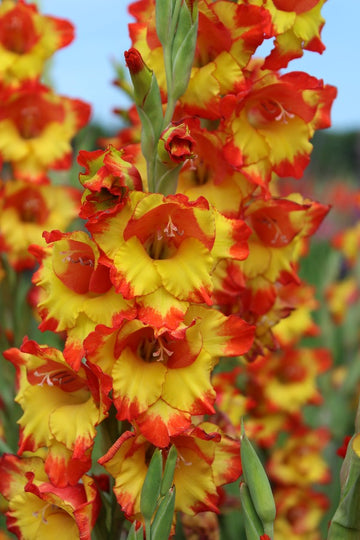 Gladiolus Princess Margaret Rose Jack the Grower
