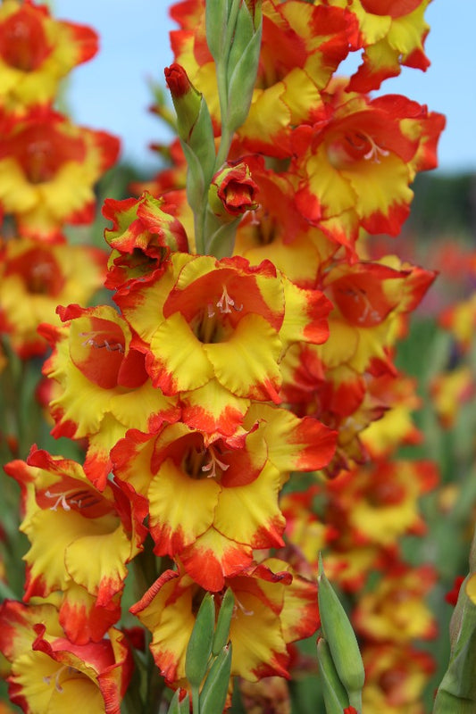Gladiolus Princess Margaret Rose Jack the Grower
