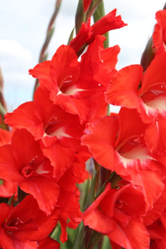 Gladiolus Traderhorn Jack the Grower