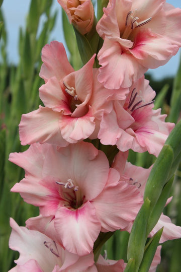 Gladiolus Adrenalin Jack the Grower