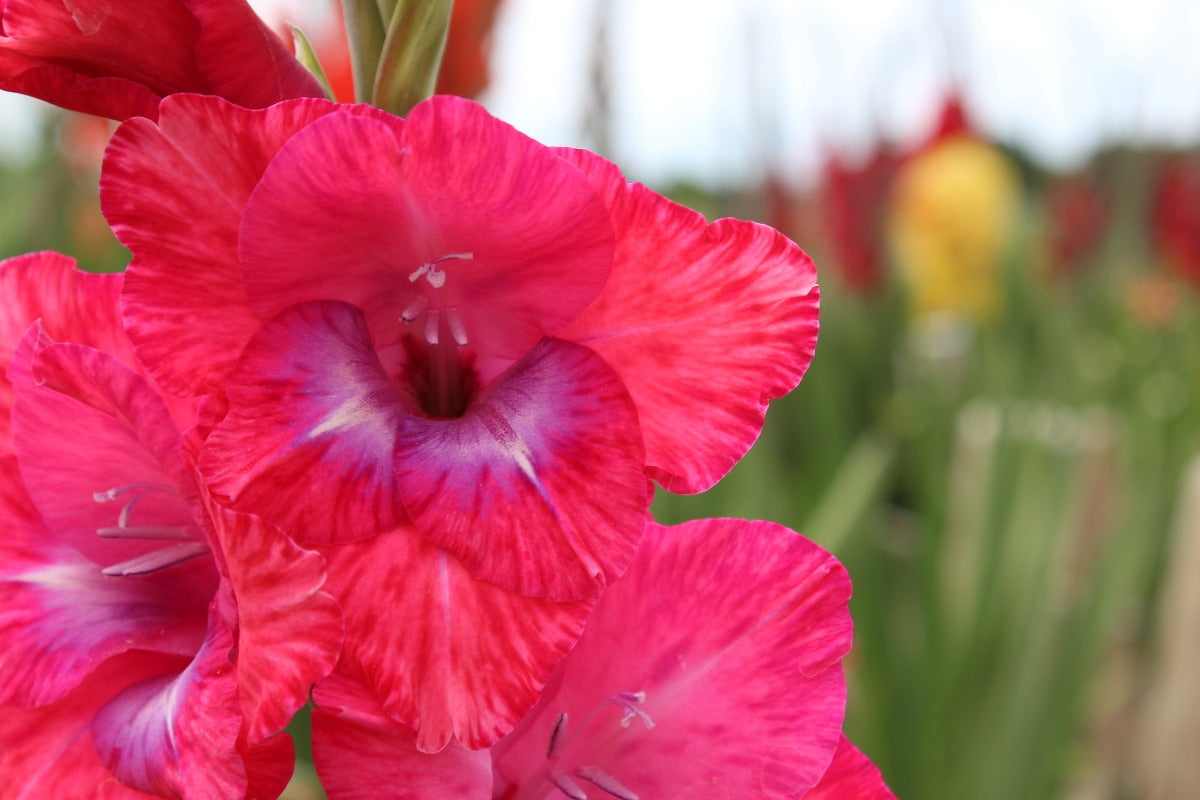 Gladiolus Lumiere Jack the Grower