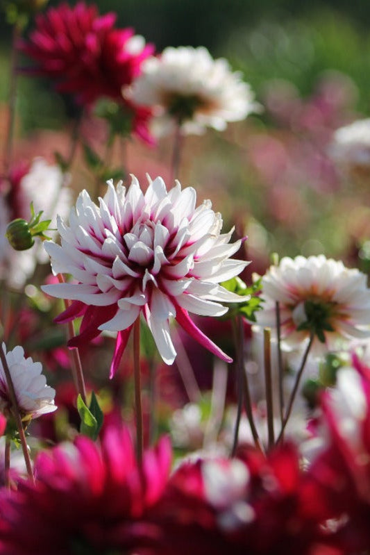 Dahlia Rebecca's World Jack the Grower