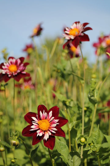 Dahlia Night Butterfly Jack the Grower
