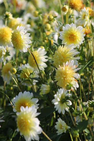 Dahlia Paso Double Jack the Grower