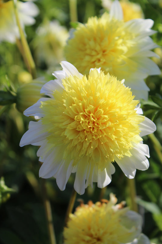 Dahlia Paso Doble Jack the Grower