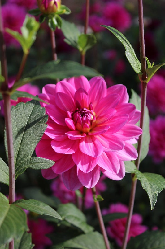 Dahlia Onesta Jack the Grower