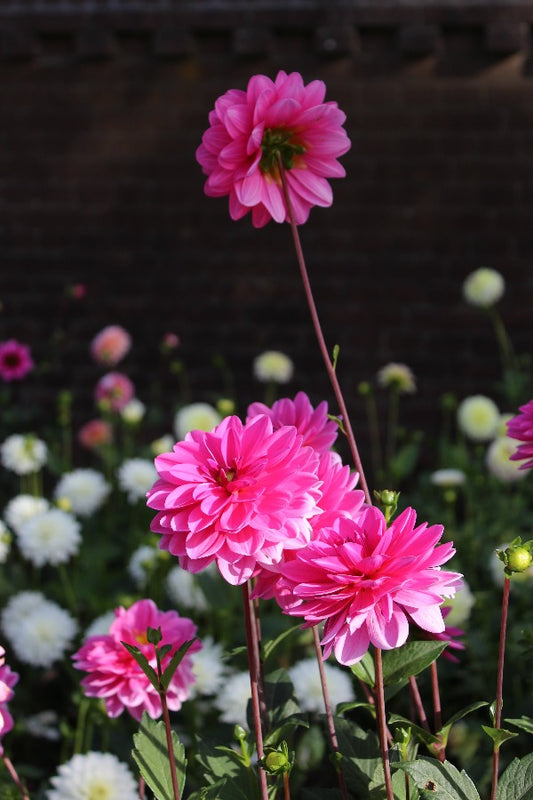Dahlia Onesta Jack the Grower