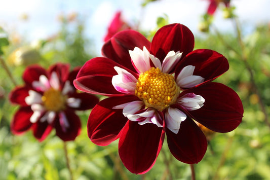 Dahlia Night Butterfly Jack the Grower