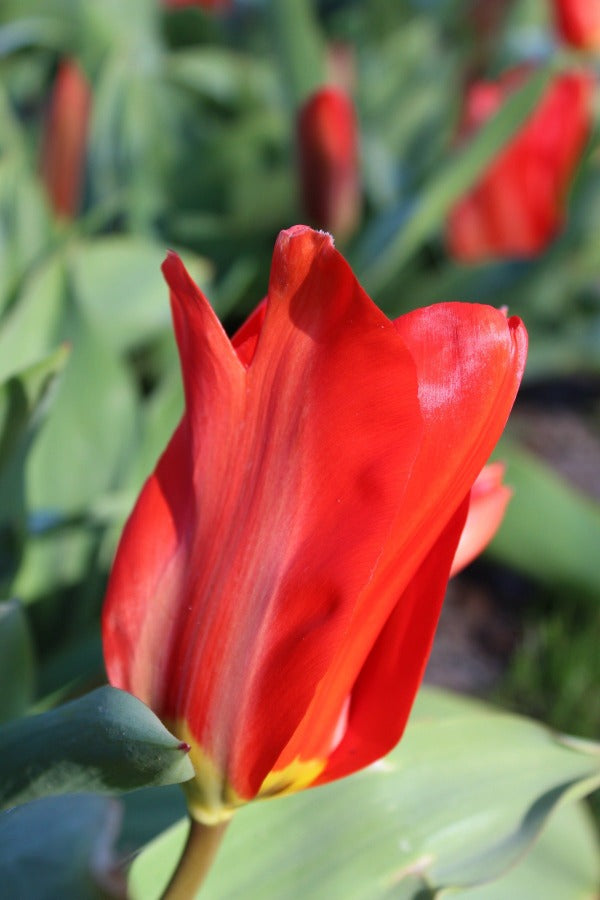 Tulipa Madame Lefeber Jack the Grower