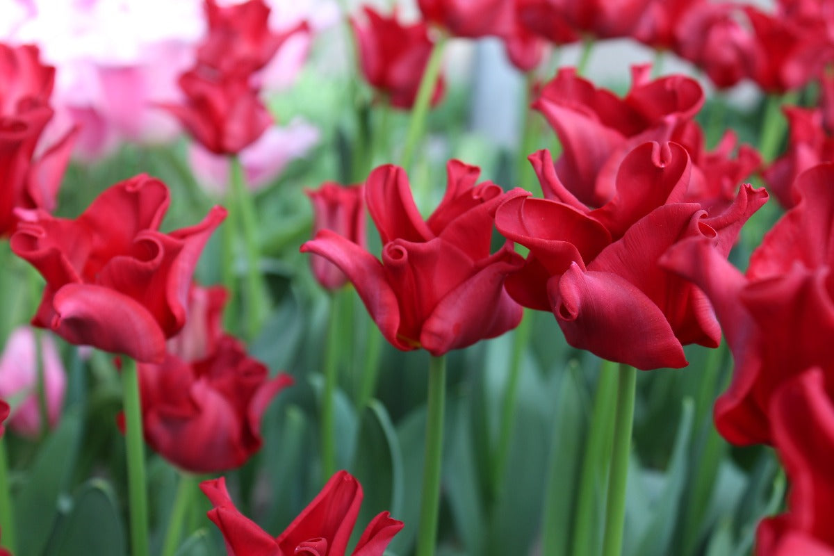 red dress tulip Fluid Red Tulip Draped Gown G2132