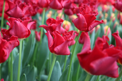 Tulpe Red Dress Jack the Grower