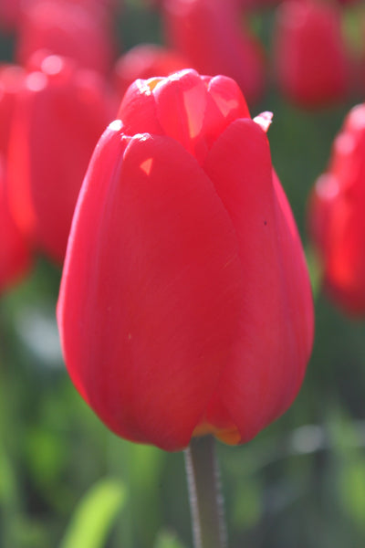 Tulipa Red Impression Jack the Grower