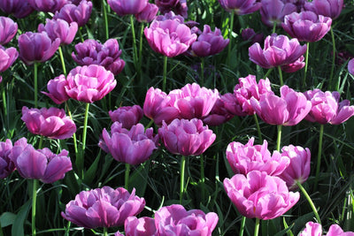 Tulipa Lilac Perfection Jack the Grower