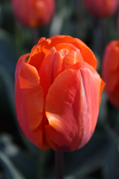 Tulipa Prinzessin Irene Jack the Grower