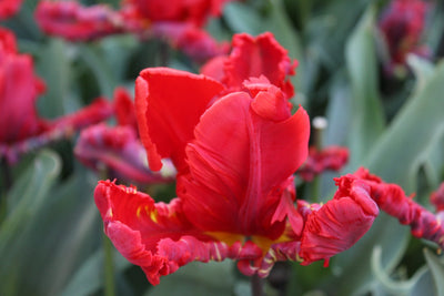 Tulipa Rococo Jack the Grower