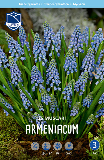 Muscari Armeniacum Jack the Grower (blauwe druifjes)