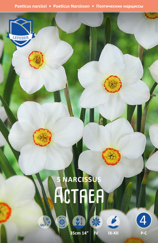 Narcissus Actaea Jack the Grower