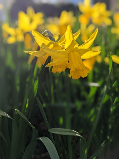 Narcissus February Gold Jack the Grower