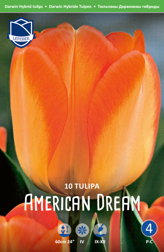 Tulpe American Dream Jack the Grower