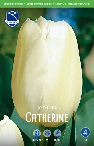 Tulpe Catherine Jack the Grower