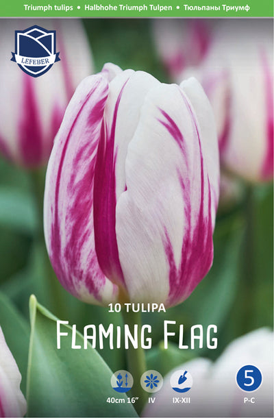 Tulipa Flaming Flag Jack the Grower