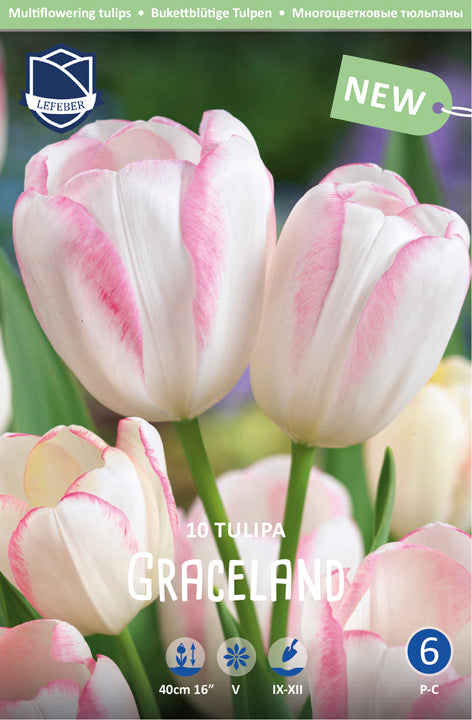 Tulipa Graceland Jack the Grower