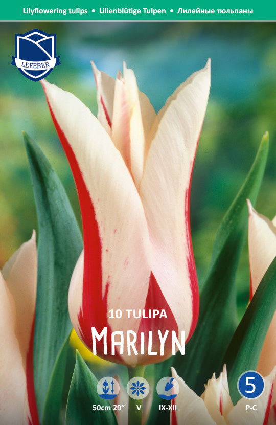 Tulipa Marilyn Jack the Grower