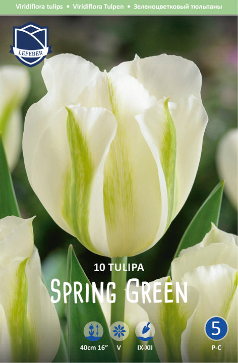 Tulipa Spring Green