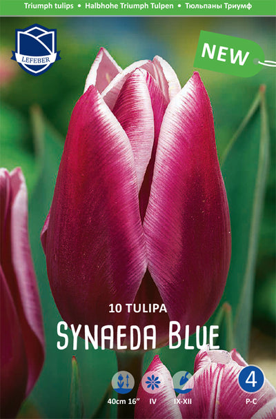 Tulpe Synaeda Blue Jack the Grower